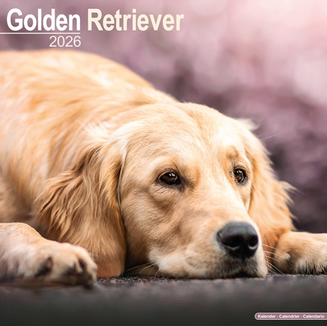 Golden Retriever Calendar 2026 Square Dog Breed Wall Calendar - 16 Month 9781804606483
