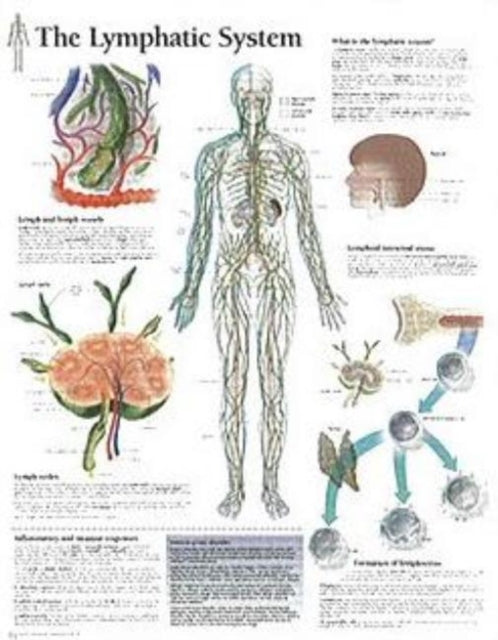 Book cover of: Lymphatic System Laminated Poster