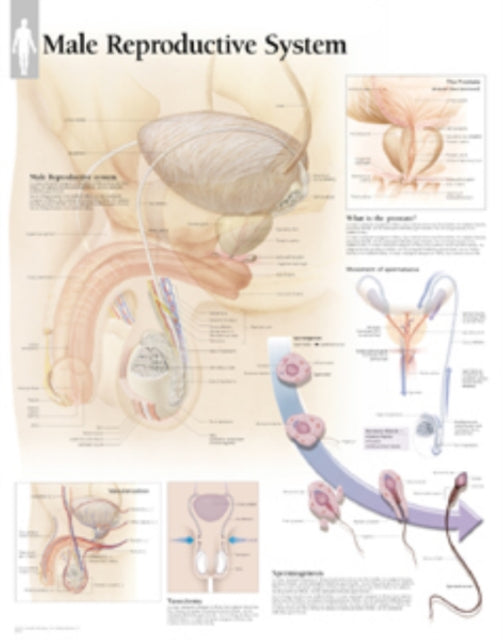 Book cover of: Male Reproductive Laminated Poster. By: Scientific Publishing