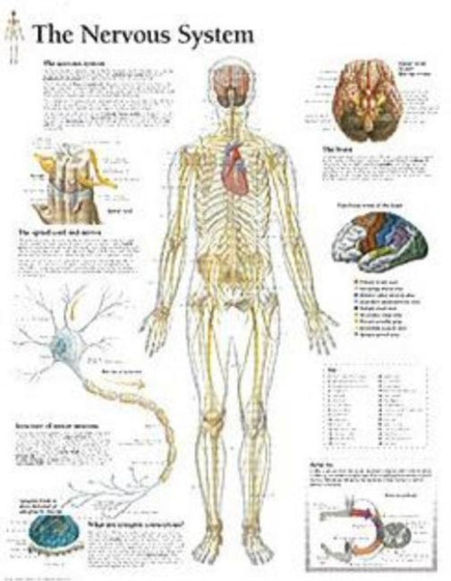 Book cover of: Nervous System Paper Poster. By: Scientific Publishing