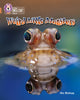 Book cover of: Weird Little Monsters. By: Nic Bishop