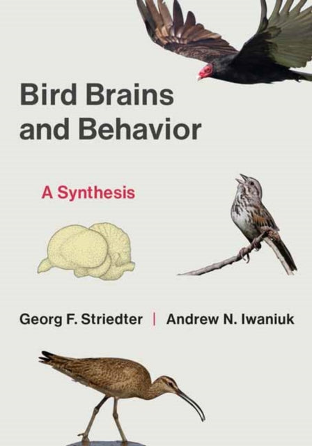 Book cover of: Bird Brains and Behavior. By: Georg Striedter