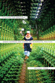 Book cover of: Future for Amazonia