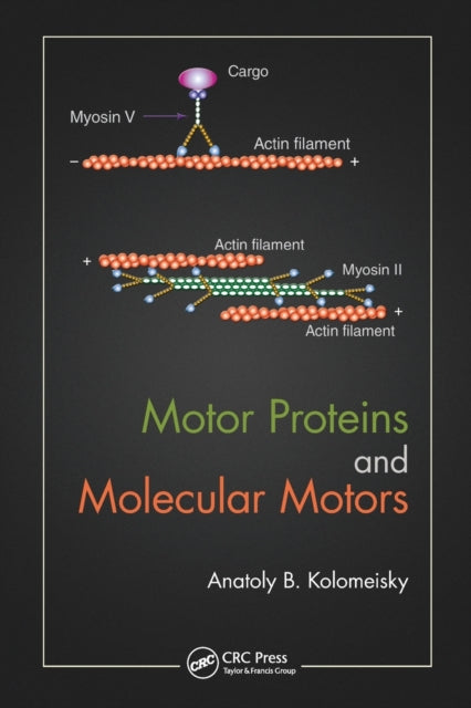 Book cover of: Motor Proteins and Molecular Motors. By: Anatoly B. Kolomeisky