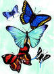 Book cover of: Butterfly Notebook. By: Sovak