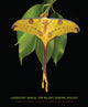 Book cover of: Lab Manual for Majors General Biology