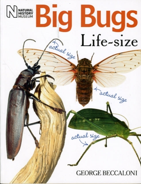Book cover of: Big Bugs Life-Size