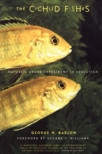 Cichlid Fishes