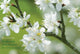Book cover of: Card Box of 20 Notecards and Envelopes: Blossom