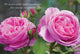 Book cover of: Card Box of 20 Notecards and Envelopes: Pink Rose. By: Peony Press