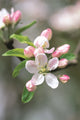 Book cover of: Memo Block - Apple Blossom. By: Peony Press