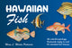 Book cover of: Hawaiian Fish. By: Mary L. Martin