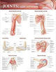 Book cover of: Joints of the Upper Extremities Anatomical Chart