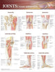 Book cover of: Joints of the Lower Extremities Anatomical Chart