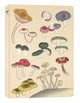 Book cover of: Healing Mushrooms Lined Paperback Journal. By: Tuttle Studio