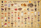 Book cover of: Mushrooms of the World - 1000 Piece Jigsaw Puzzle