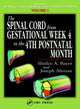 Book cover of: Spinal Cord from Gestational Week 4 to the 4th Postnatal Month. By: Shirley A. Bayer