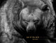 Book cover of: Out of the Wild. By: Boza Ivanovic