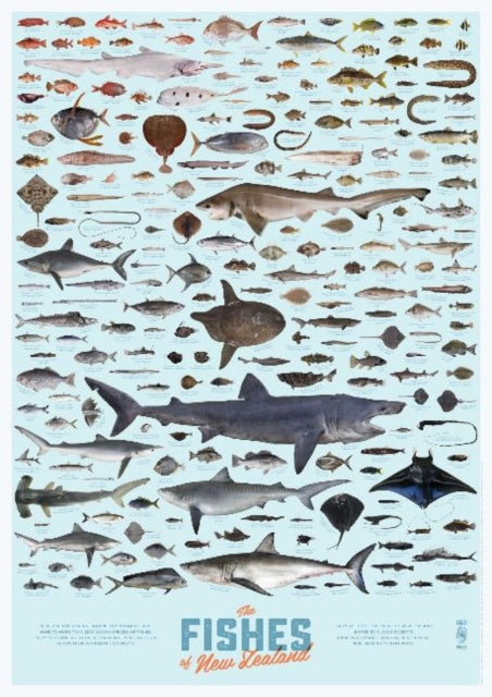 Book cover of: Fishes of New Zealand poster (individual poster)