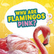 Book cover of: Why Are Flamingos Pink?. By: Nancy Dickmann
