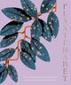 Plantphabet, A stunningly illustrated A-Z celebration of popular indoor plants, for fans of Plant Society, Leaf Supply and Plantopedia 9781460760604 Harper by Design