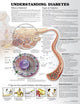 Book cover of: Understanding Diabetes Anatomical Chart. By: Anatomical Chart Company