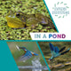 Book cover of: Explore Ecosystems: In a Pond. By: Sarah Ridley