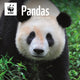 Book cover of: Wwf Pandas Square Wall Calendar 2026