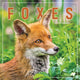Book cover of: Foxes Square Wall Calendar 2026
