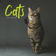 Book cover of: Cats Wiro Wall Calendar 2026