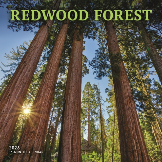 Book cover of: Redwood Forest Square Wall Sunday Start
