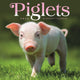 Book cover of: Piglets Square Mini Sunday Start Calenda