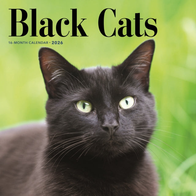 Book cover of: Black Cats Square Wall Sunday Start Cale