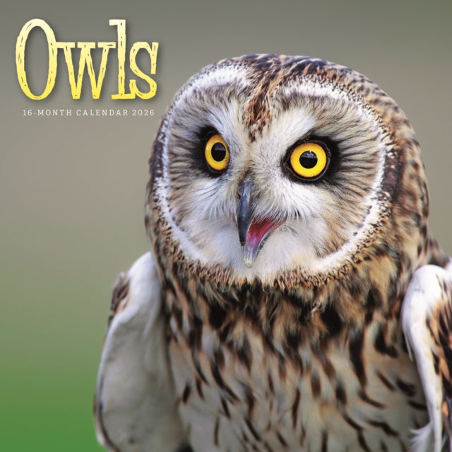 Book cover of: Owls Square Wall Sunday Start Calendar 2