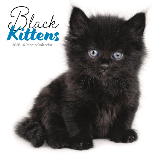Book cover of: Black Kittens Square Wall Sunday Start C