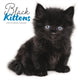 Book cover of: Black Kittens Square Wall Sunday Start C