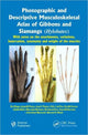Book cover of: Photographic and Descriptive Musculoskeletal Atlas of Gibbons and Siamangs (Hylobates). By: Rui Diogo