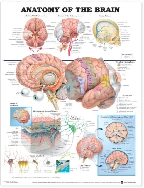 Book cover of: Anatomy of the Brain Anatomical Chart. By: Anatomical Chart Company