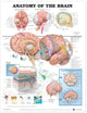 Book cover of: Anatomy of the Brain Anatomical Chart