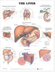 Book cover of: Liver Anatomical Chart