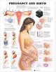 Book cover of: Pregnancy and Birth
