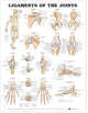 Book cover of: Ligaments of the Joints Anatomical Chart. By: Anatomical Chart Company