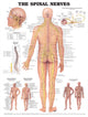 Book cover of: Spinal Nerves Anatomical Chart