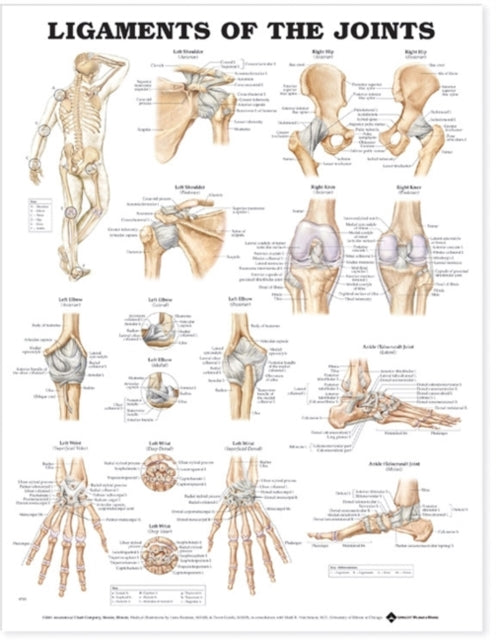 Book cover of: Ligaments of the Joints Anatomical Chart