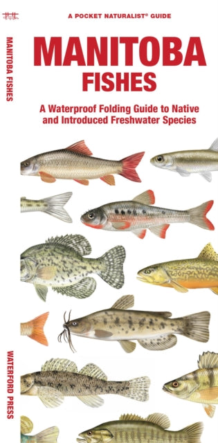 Book cover of: Manitoba Fishes. By: Waterford Press
