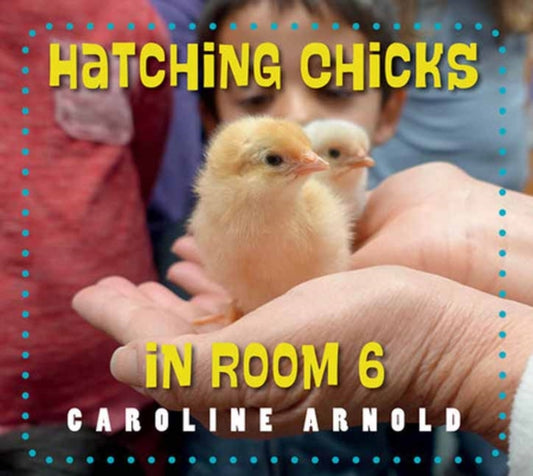 Book cover of: Hatching Chicks in Room 6. By: Caroline Arnold