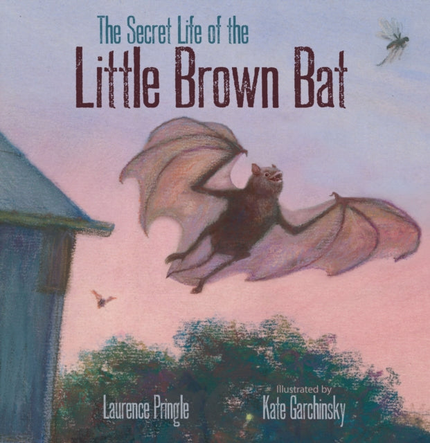 Book cover of: Secret Life of the Little Brown Bat. By: Laurence Pringle