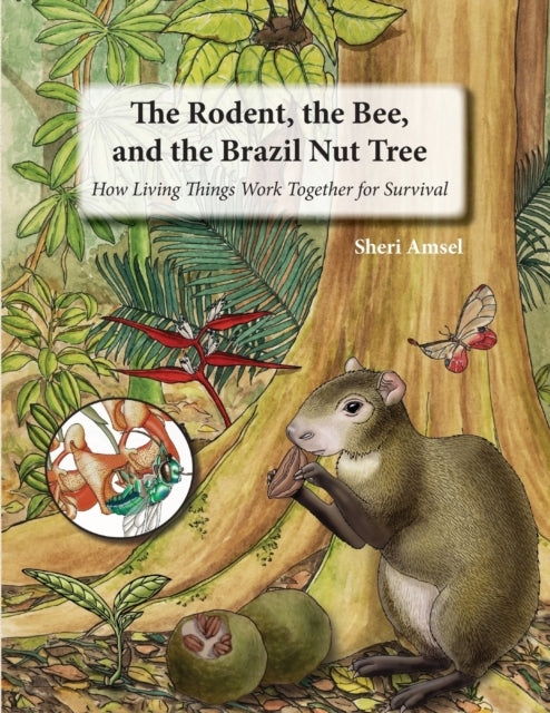 Book cover of: Rodent, the Bee, and the Brazil Nut Tree. By: Sheri Amsel