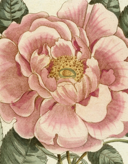Book cover of: John Derian Picture Book II