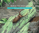 Book cover of: Sobre los insectos. By: Cathryn P. Sill